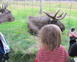 C03598cr Alces alces (Namsskogan Familiepark).jpg