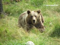 Bjørn. Foto: Olve Utne (august 2011).