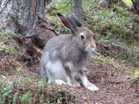 Fjellhare. Foto: Olve Utne (august 2011).