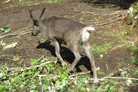 Rein i Namsskogan Familiepark i Namdalen. Foto: Olve Utne, august 2011.