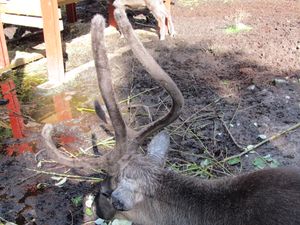 C03782 Rangifer tarandus.jpg