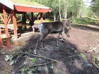 Rein. Foto: Olve Utne (august 2011).