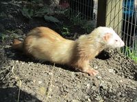 Ilder. Foto: Olve Utne (august 2011).