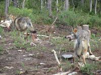 Ulvar. Foto: Olve Utne (august 2011).