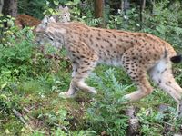 Gaupe. Foto: Olve Utne (august 2011).