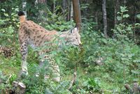 Gaupe. Foto: Olve Utne (august 2011).