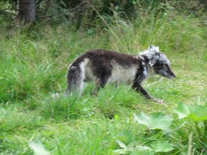 C03831 Vulpes lagopus.jpg