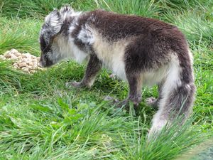 C03839 Vulpes lagopus.jpg