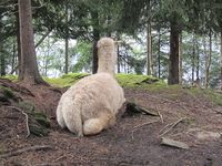 Alpakka. Foto: Olve Utne (august 2011).