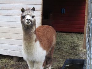 C03893 Vicugna pacos.jpg