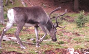 C03895sj Rangifer tarandus.jpg