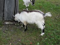 To bukkar i Jamtli i Östersund. Foto: Olve Utne