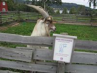 Bukk i Jamtli. «Mata inte djuren». Foto: Olve Utne