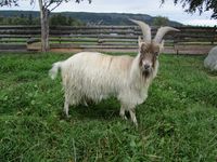 Bukk i Jamtli. Foto: Olve Utne