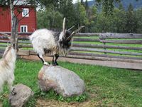 To bukkar i Jamtli. Foto: Olve Utne