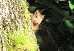 C04675cr Sciurus vulgaris.jpg