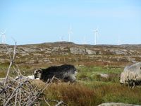 Villsau på Smøla Foto: Olve Utne (2011).