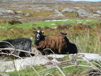 19. C04821 villsau pa Smola.jpg