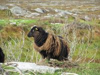 Gammalnorsk sau (villsau). Foto: Olve Utne (2011).