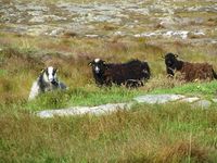 22. C04825 villsau pa Smola.jpg