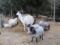 9. C05274 villsauer og lama.jpg