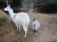 11. C05285 villsauer og lama.jpg