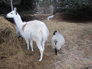 C05285 villsauer og lama.jpg