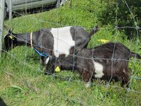 Tustna, 2012. Foto: Olve Utne