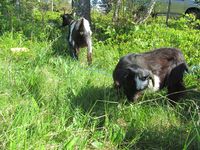 Tustna, 2012. Foto: Olve Utne