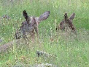 C07370 Alces alces (Lycksele).jpg