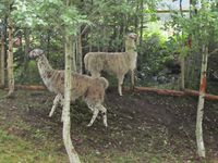 9. C07744 Dyregod-dagane 2012 - lamaer.jpg