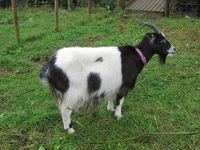 12. C07765 norsk mjølkegeit.jpg