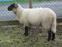 Suffolk. Foto: Olve Utne (2012).