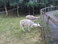 11. C07772 Dyregod-dagane 2012 - lamaer.jpg