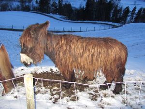 C08797 Varus (Baudet du poitou).jpg