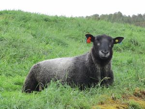 C09369 troendersau - Valsoeya.jpg