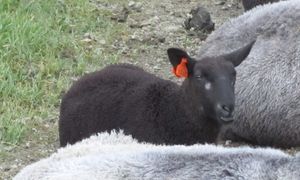 C09372cr troendersau - Valsoeya.jpg