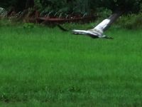 23. C09374j Grus grus.jpg