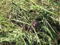 180. C09599 hesjing.jpg