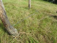 213. C09675 hesjing.jpg