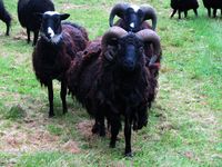 217. C09702j Arnvikja - villsau.jpg