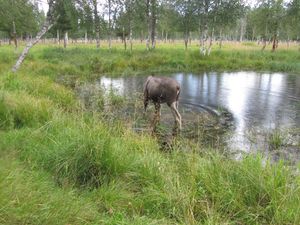 C10271 Alces alces (Namsskogan Familiepark).jpg