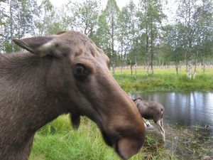 C10272 Alces alces (Namsskogan Familiepark).jpg