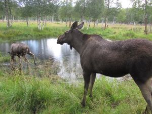 C10273 Alces alces (Namsskogan Familiepark).jpg