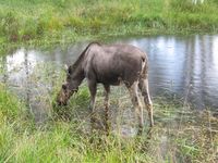 Elg. Foto: Olve Utne (august 2013).
