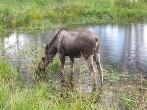 C10274 Alces alces (Namsskogan Familiepark).jpg