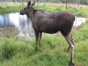 C10275 Alces alces (Namsskogan Familiepark).jpg