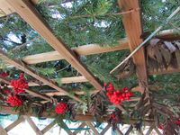 270. C10950 sukka.jpg