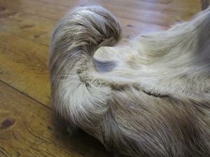 C11440 skalletupp.jpg