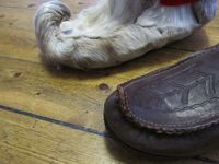 274. C11441 skalletupp og komagtupp.jpg